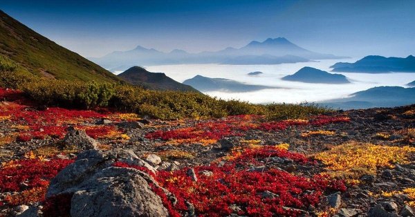 тундра камчатки