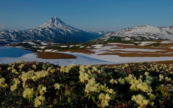 вулканы камчатки вилючинский цветы
