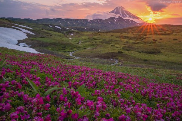 альпийские луга камчатки