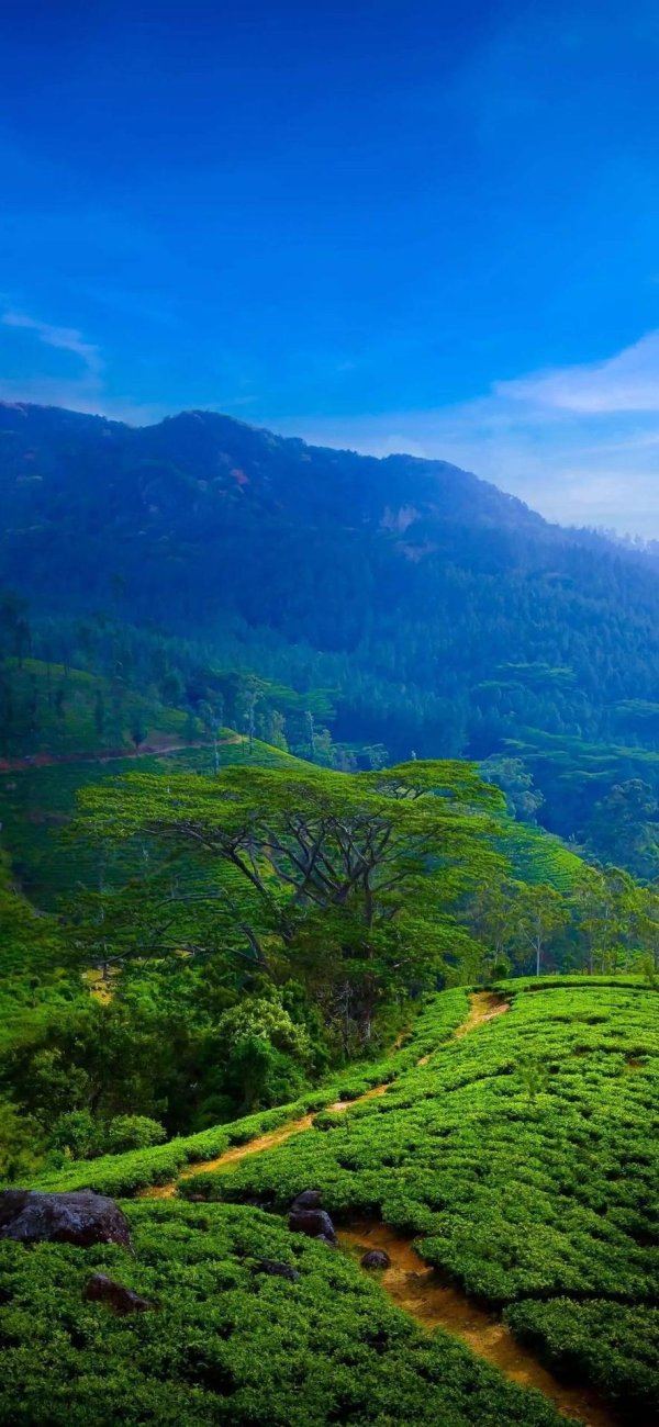 остров цейлон чайная плантация