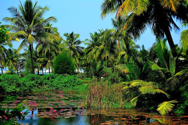 тропические джунгли индии