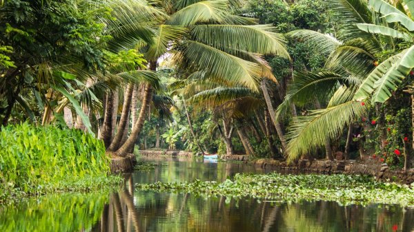 джунгли кералы