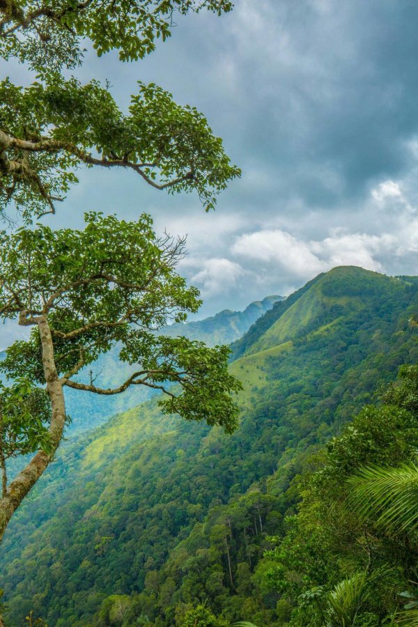 блумаунтинс ямайка