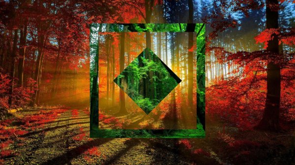 в осеннем лесу