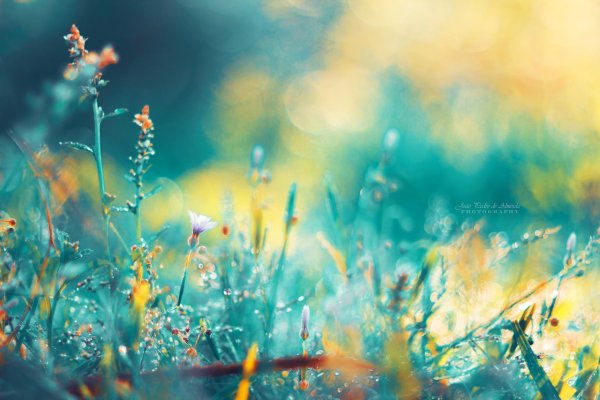 фон размытый