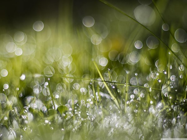 утренняя роса