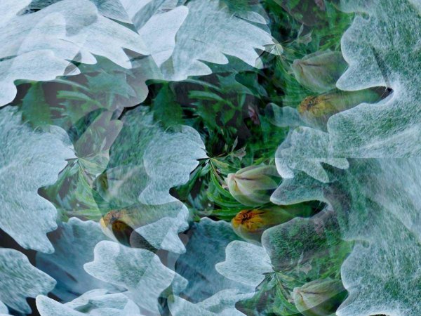 осенние заморозки