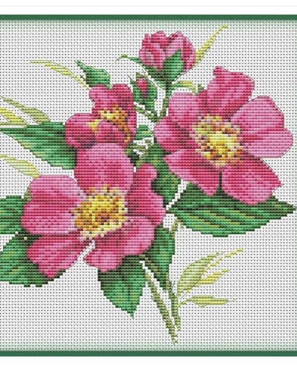 ветка шиповника риолис