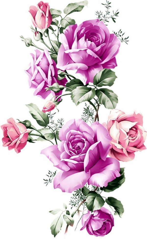 роза клипарт