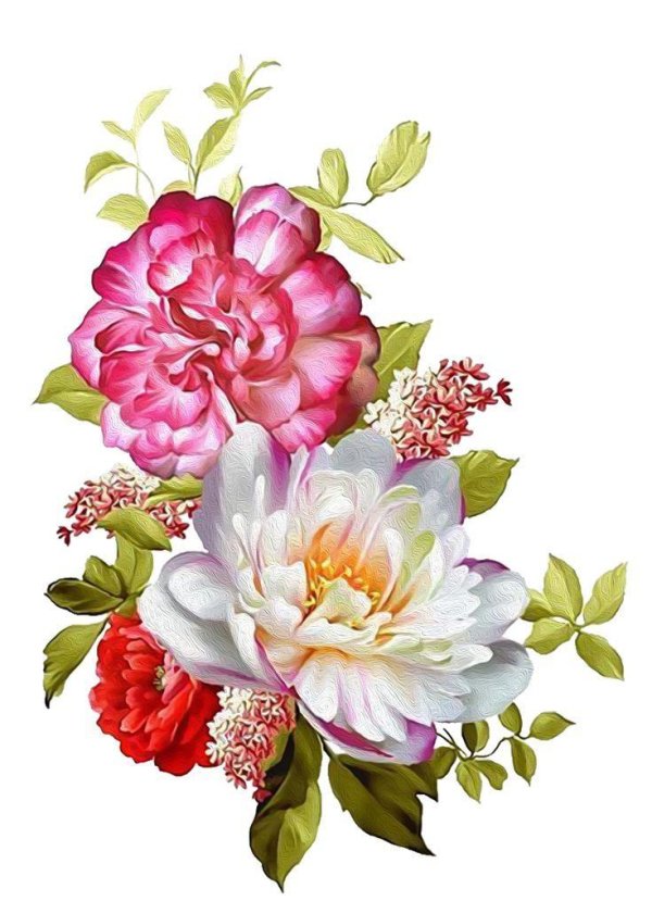 пион на прозрачном фоне