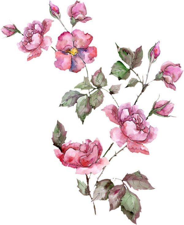 роза акварель