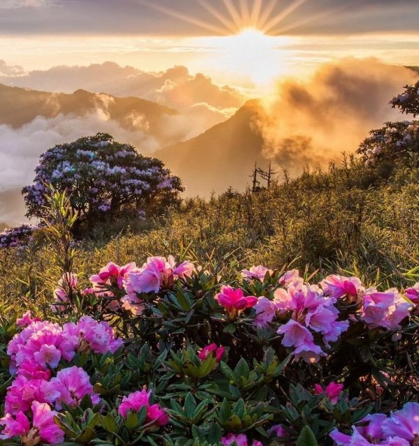 сочи рододендроны красная поляна