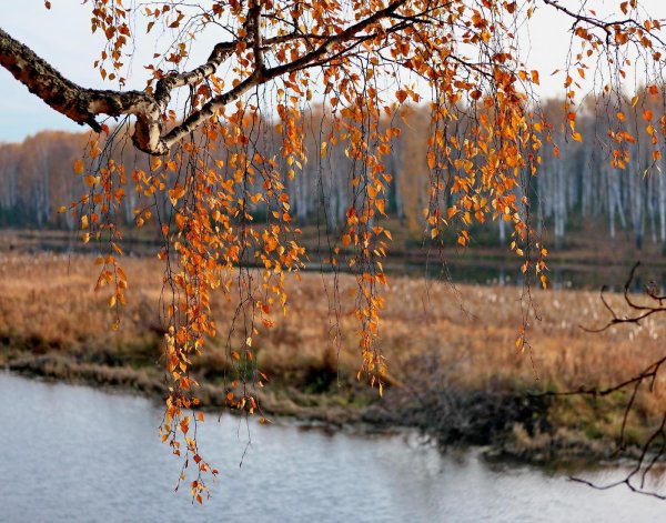 береза плакучая плес
