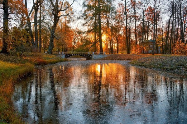 царское село парк осенью