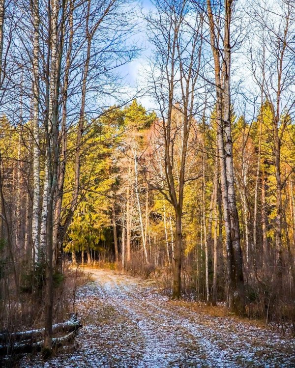 зима в лесу