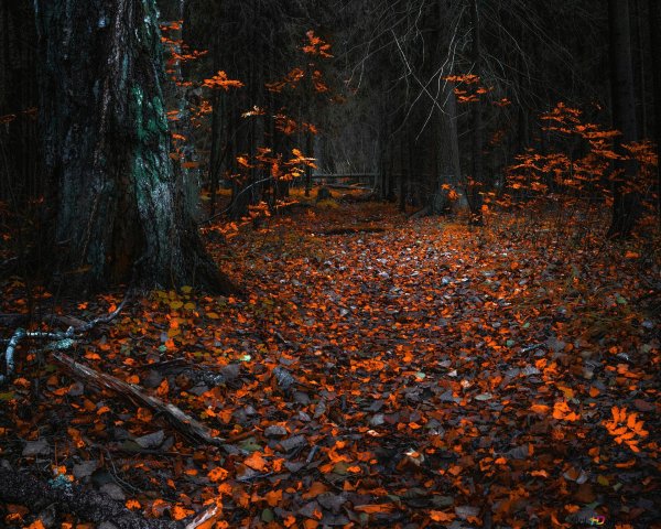 лес осенний