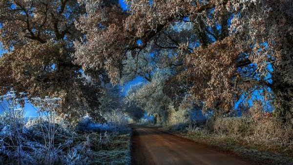 иней на дереве