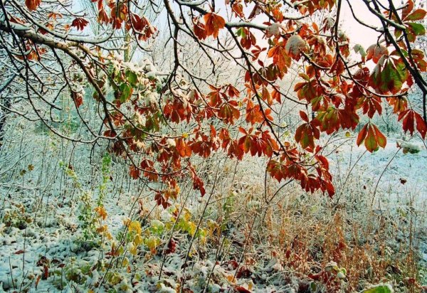 ноябрь первый снег