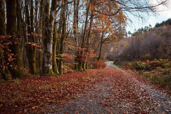 осенний лес