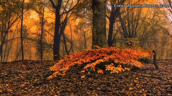 природа осени