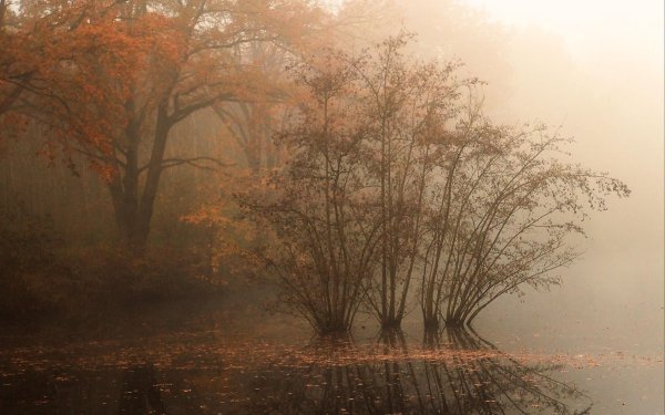 осенние туманы