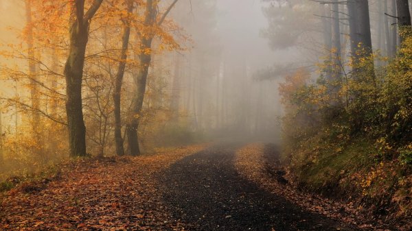 осенние туманы