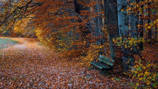 Природа поздней осени