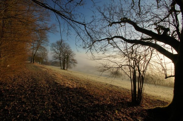 пейзаж дерево