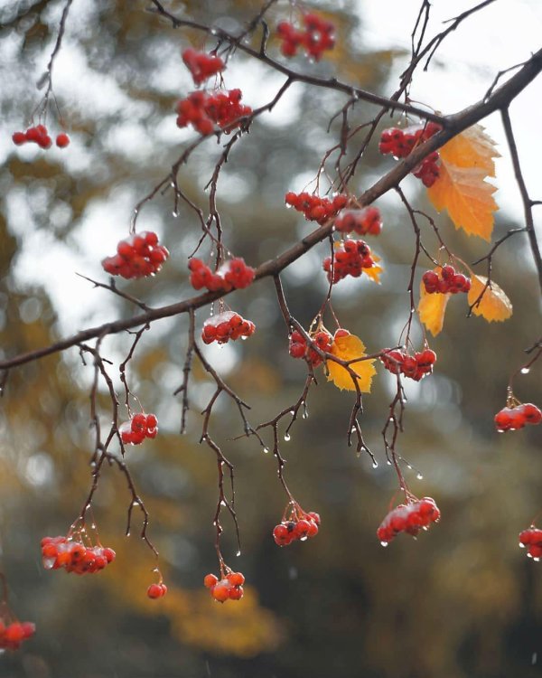 рябина саржента