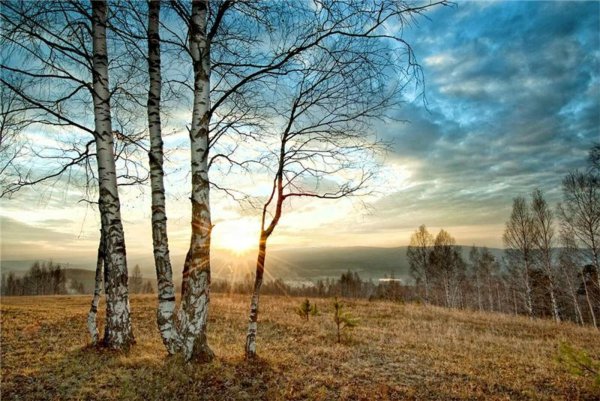 береза поздней осенью