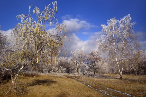 зимние березы