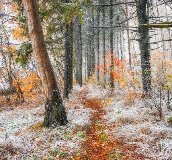 лес в ноябре