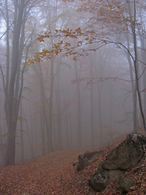 туман осень