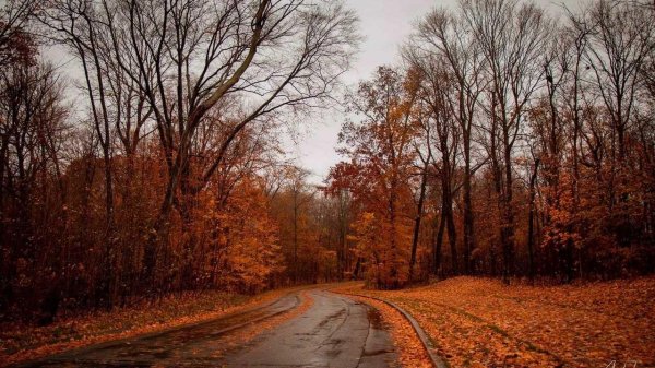 Природа поздней осени