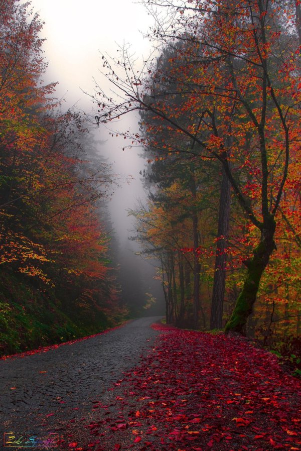 природа осенняя