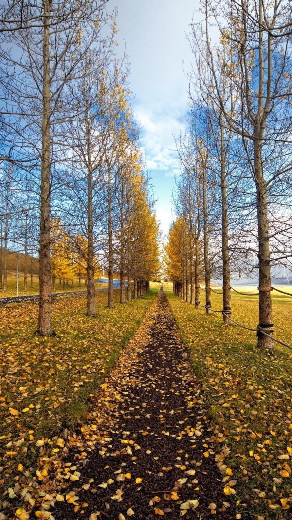 осина populus tremula