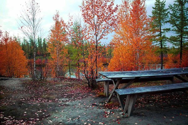 новый уренгой тундра