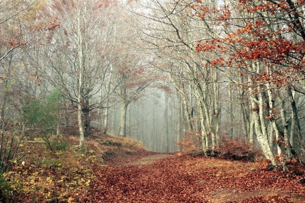деревья поздней осенью