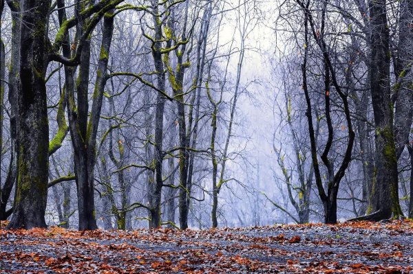 осенние леса