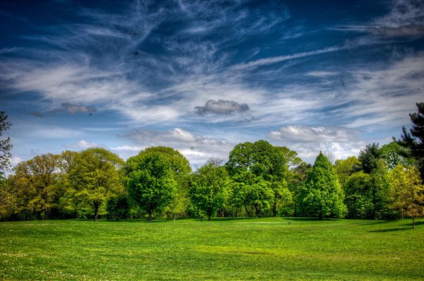 деревья небо