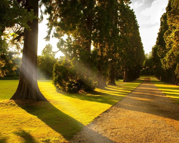 красивая аллея