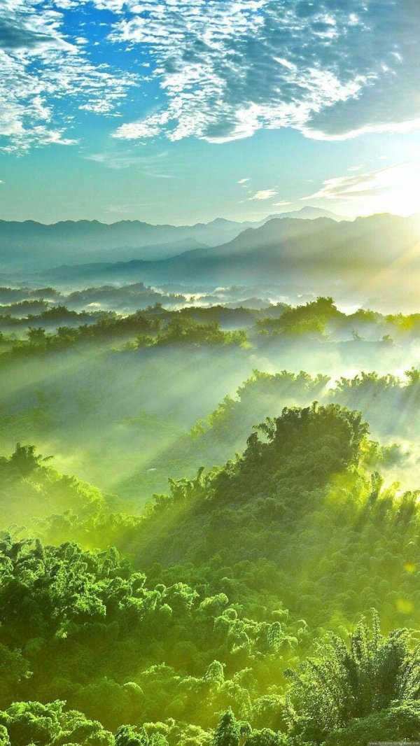 джунгли солнце