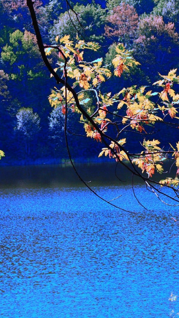 дерево у реки