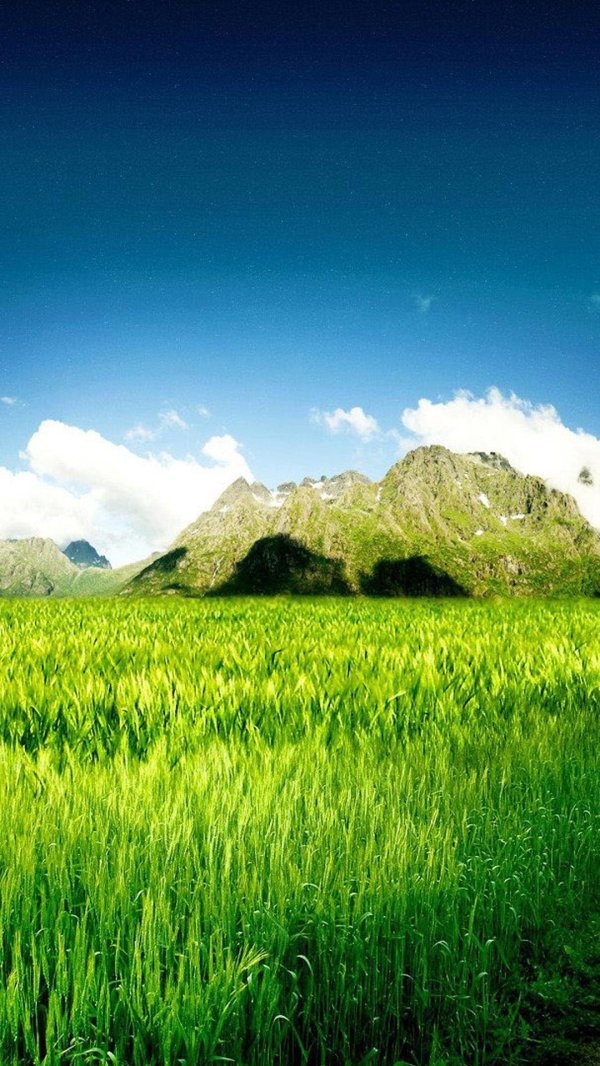 трава и небо