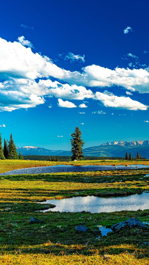 фон для рабочего стола луг