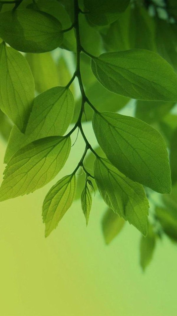 лист зеленый