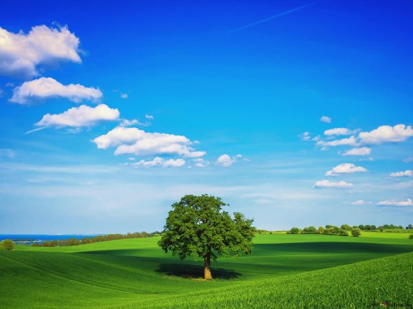 зелен дерево