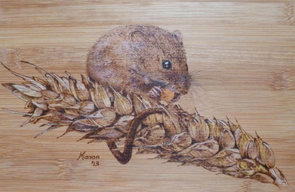 мышь полевка обыкновенная