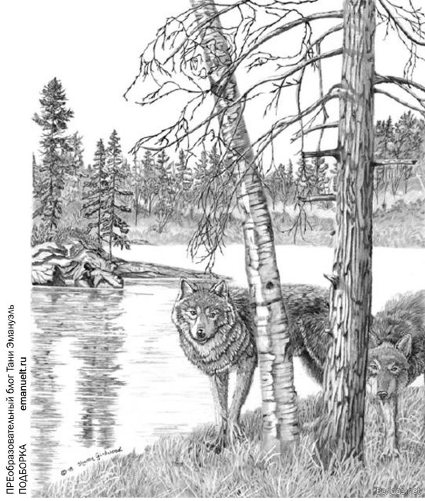 волки раскраска