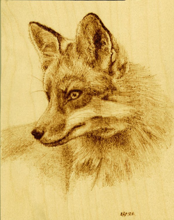 морда лисы карандашом